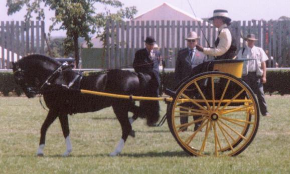 gys27.jpg